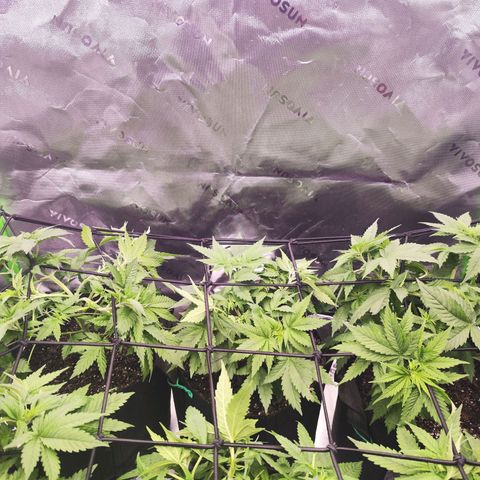 Gelato Kush growlog timeline photo