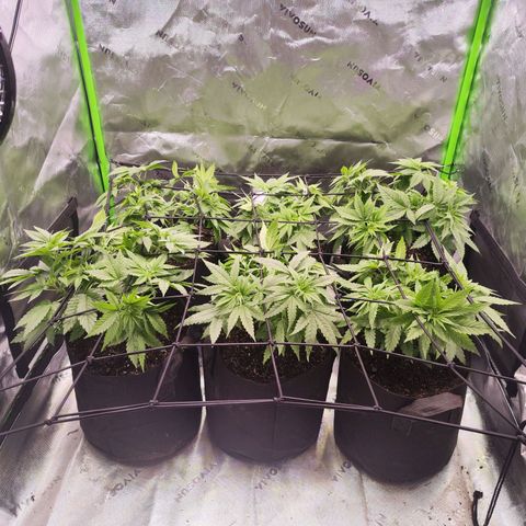 Gelato Kush growlog timeline photo