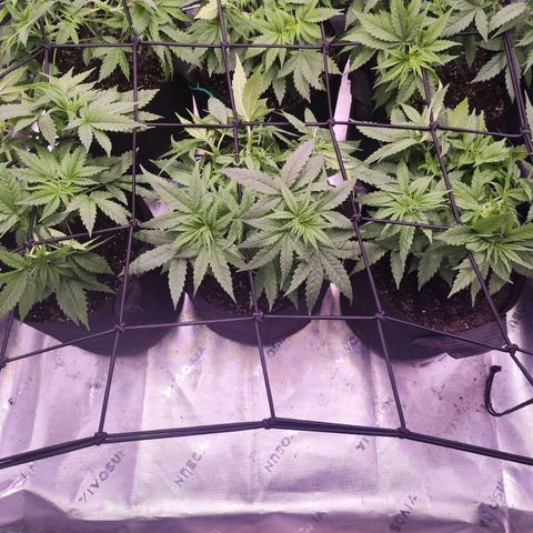 Super Skunk growlog timeline photo