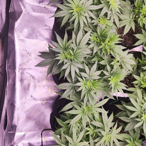 Super Skunk growlog timeline photo