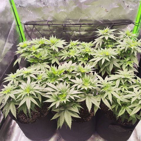 Super Skunk growlog timeline photo