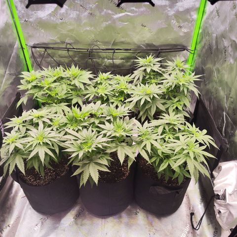 Gelato Kush growlog timeline photo