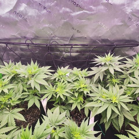 Gelato Kush growlog timeline photo