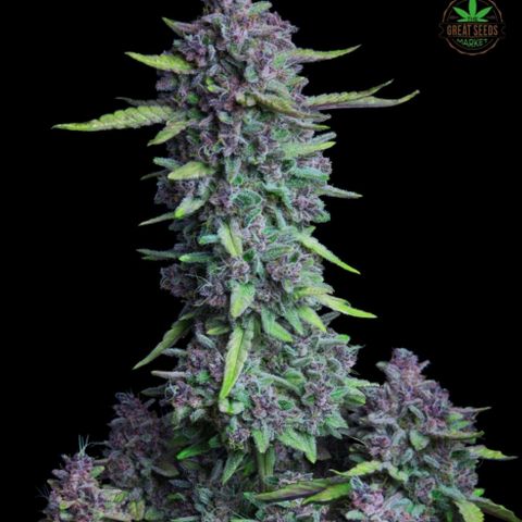 Black Domina growlog photo