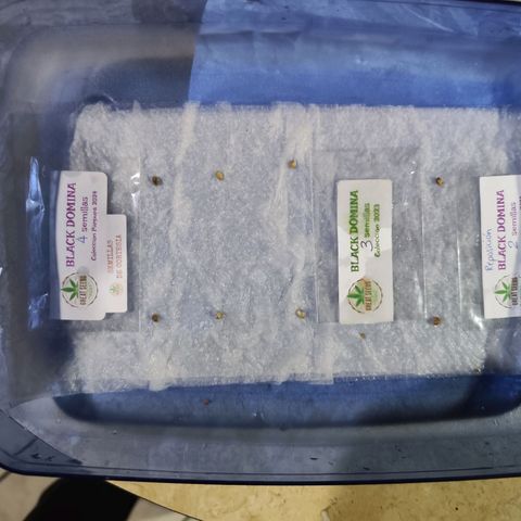 Black Domina growlog photo