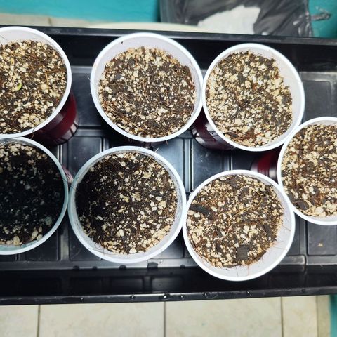 Black Domina growlog photo