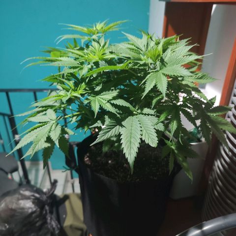 Gelato Kush growlog timeline photo