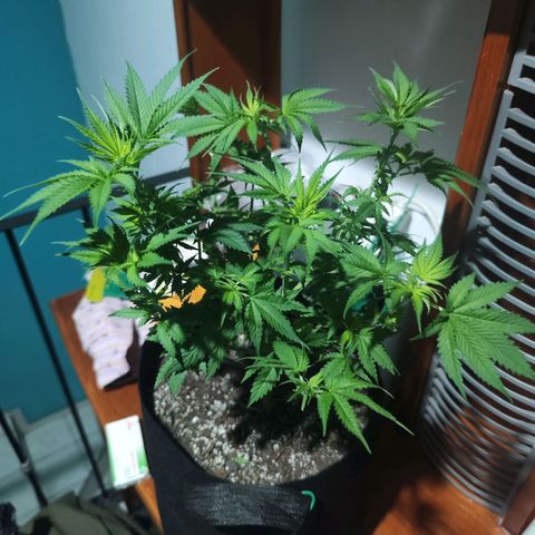Gelato Kush growlog timeline photo