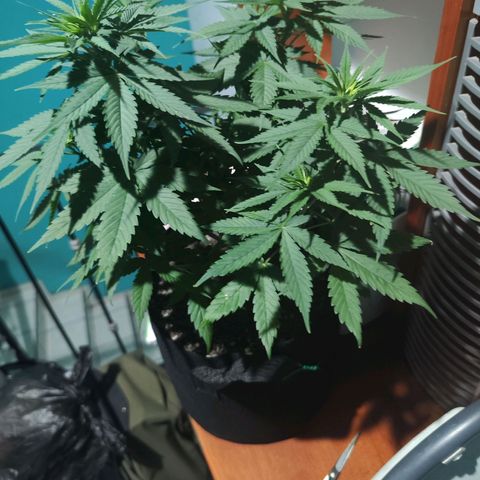 Gelato Kush growlog timeline photo