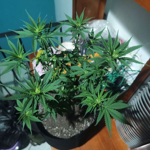 Gelato Kush growlog timeline photo