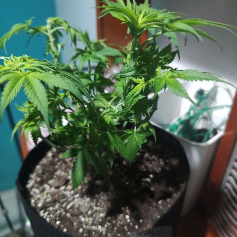 Gelato Kush growlog timeline photo