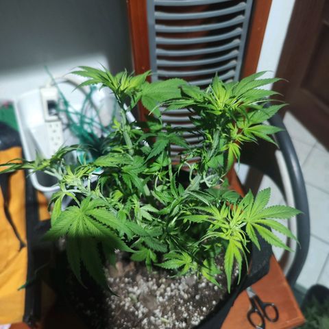 Gelato Kush growlog timeline photo