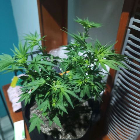 Super Skunk growlog timeline photo