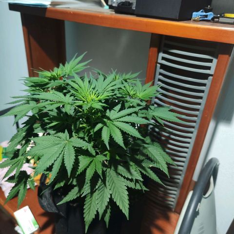 Super Skunk growlog timeline photo