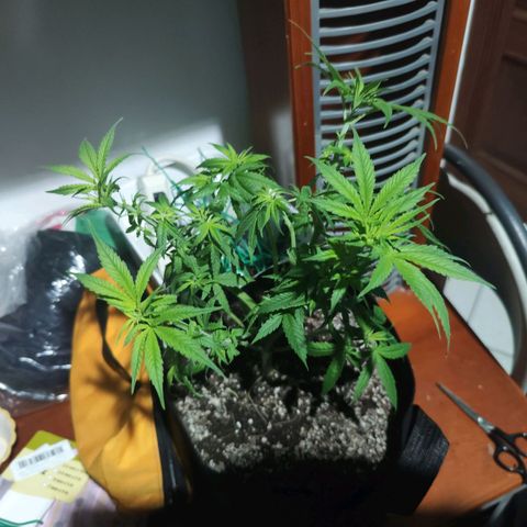 Super Skunk growlog timeline photo
