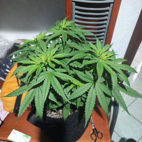 Super Skunk growlog timeline photo
