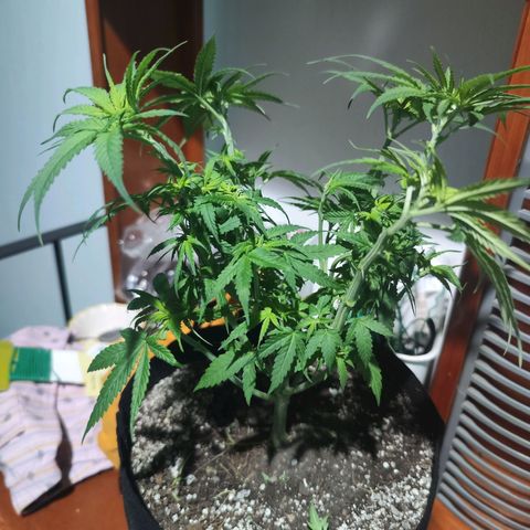 Super Skunk growlog timeline photo