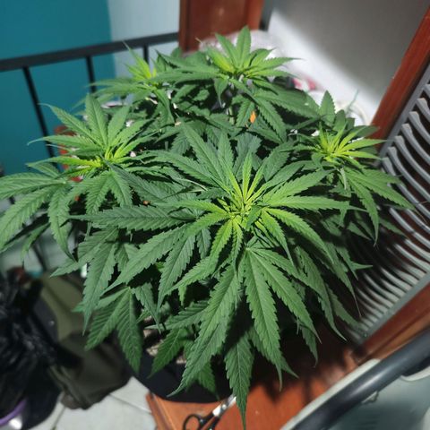 Super Skunk growlog timeline photo