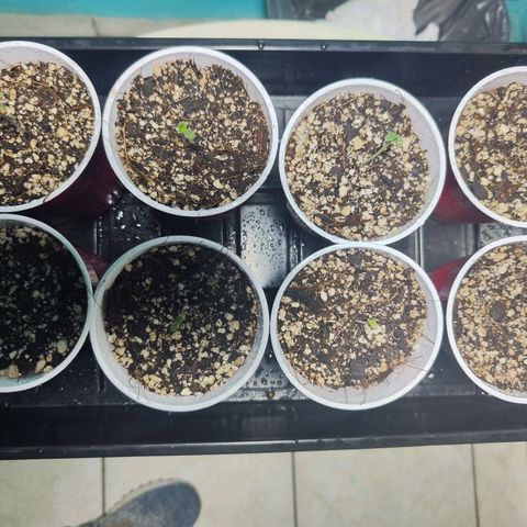 Black Domina growlog photo