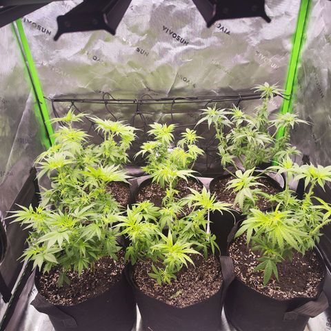 Super Skunk growlog timeline photo