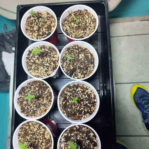 Black Domina growlog photo