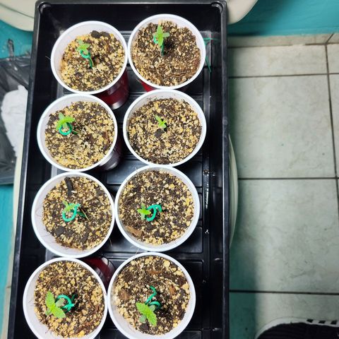 Black Domina growlog timeline photo