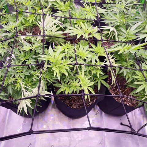 Super Skunk growlog timeline photo