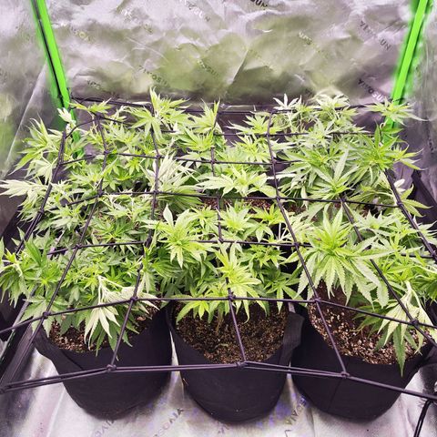 Super Skunk growlog timeline photo