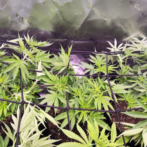 Gelato Kush growlog timeline photo