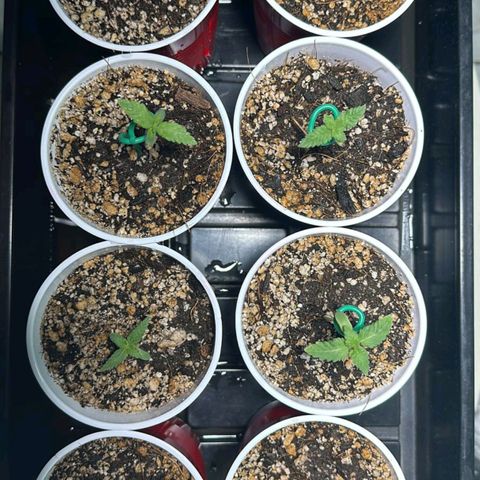 Black Domina growlog timeline photo