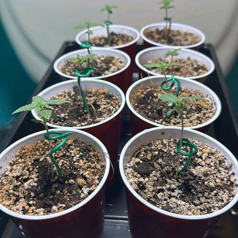 Black Domina growlog timeline photo