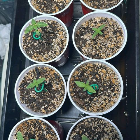 Black Domina growlog timeline photo