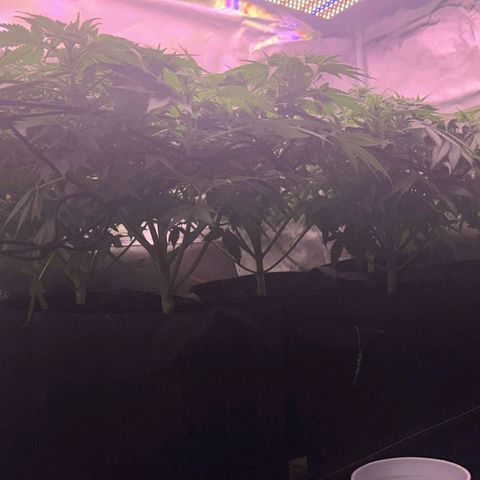 Gelato Kush growlog timeline photo