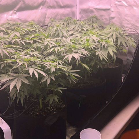 Gelato Kush growlog timeline photo
