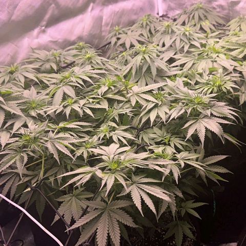 Gelato Kush growlog timeline photo