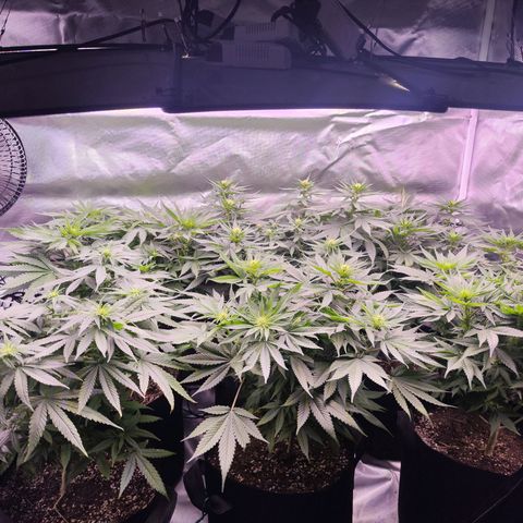 Super Skunk growlog timeline photo