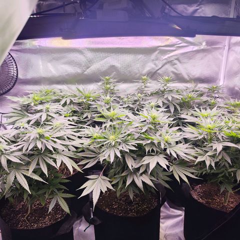 Gelato Kush growlog timeline photo