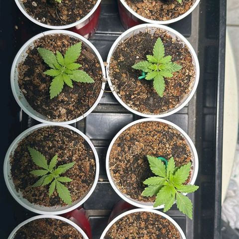 Black Domina growlog timeline photo
