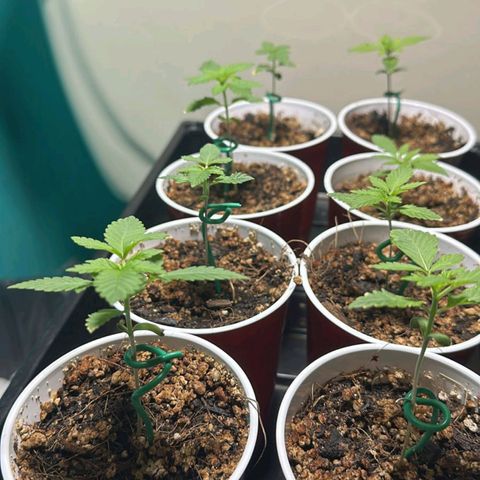 Black Domina growlog timeline photo