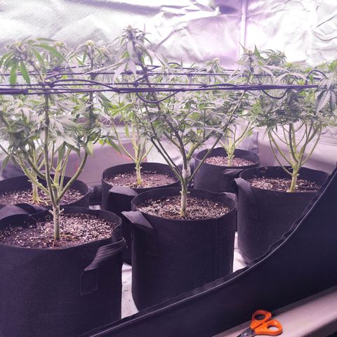 Super Skunk growlog timeline photo