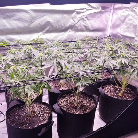 Super Skunk growlog timeline photo
