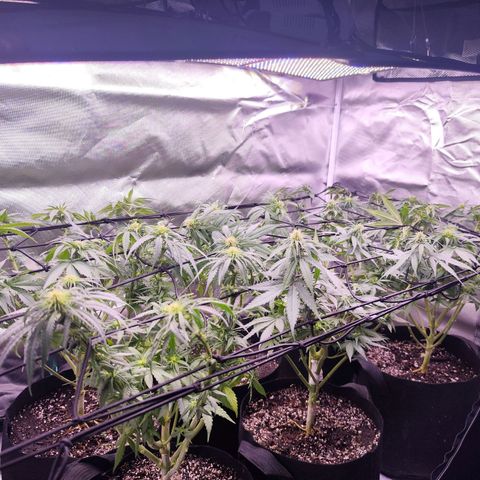 Super Skunk growlog timeline photo