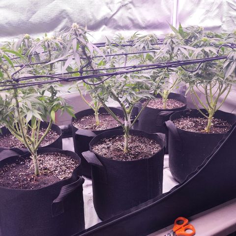 Gelato Kush growlog timeline photo