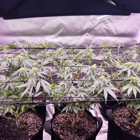 Gelato Kush growlog timeline photo