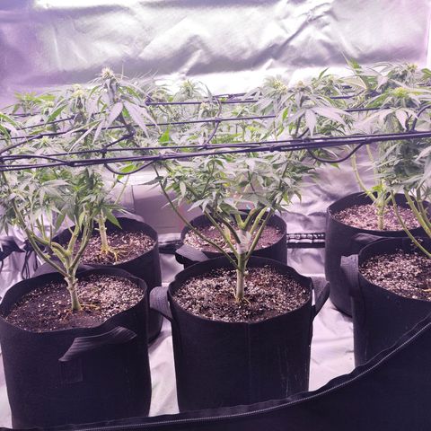 Gelato Kush growlog timeline photo
