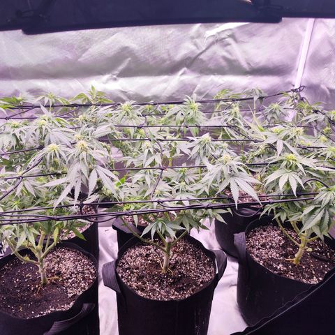 Gelato Kush growlog timeline photo