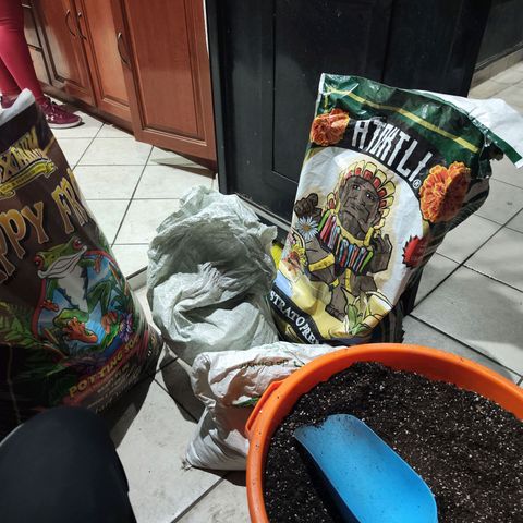 Black Domina growlog timeline photo