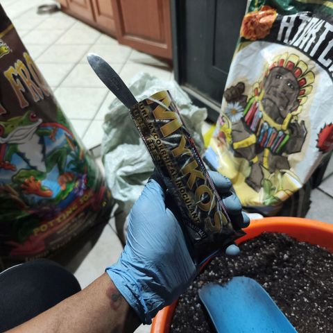 Black Domina growlog timeline photo