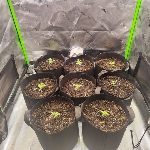 Black Domina growlog timeline photo