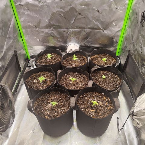 Black Domina growlog timeline photo
